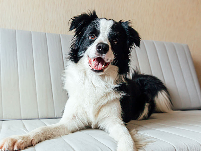 black and white border collie relaxing on light gray sofa