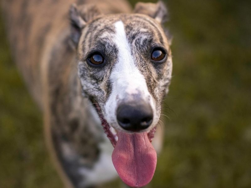 Close up of a brindle and white dog outdoors on green grass