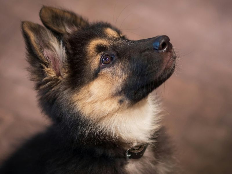 small tan dog with upright ears and bright blue eyes