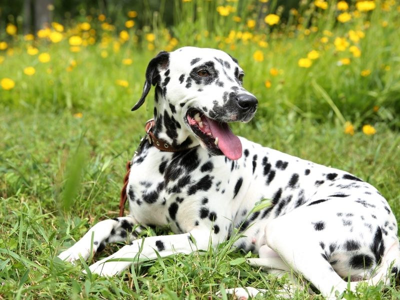 spotted dog with a collar lying in green grass
